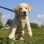 Spunky – Woof of Fresh Air